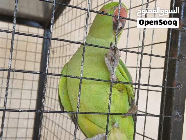 ببغاء  اليفه لي البيع