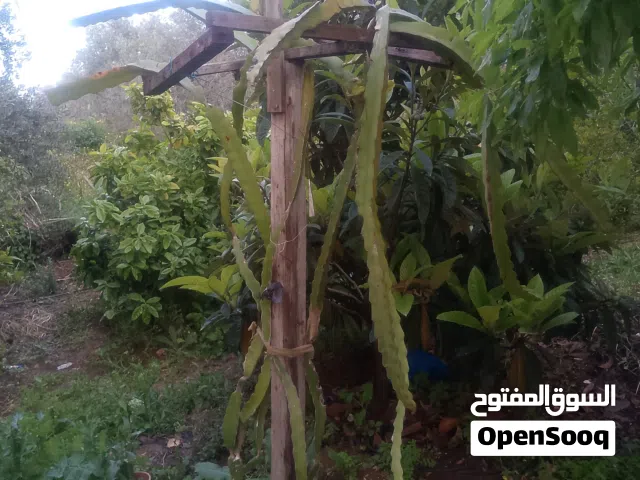 فاكهة التنين دراقن فروت