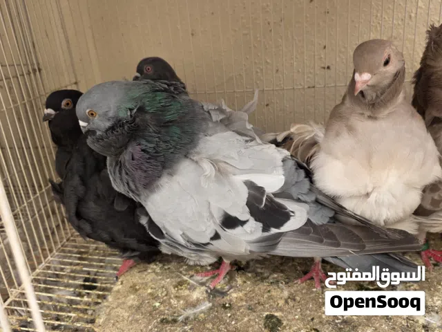 للبيع الحبه ب 35