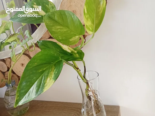 عبد الوهاب صغير حجم انيقه