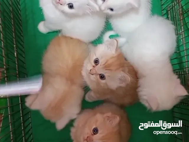 قطط صغيرة للبيع الاب انغورا والام وايت شورت بريتش