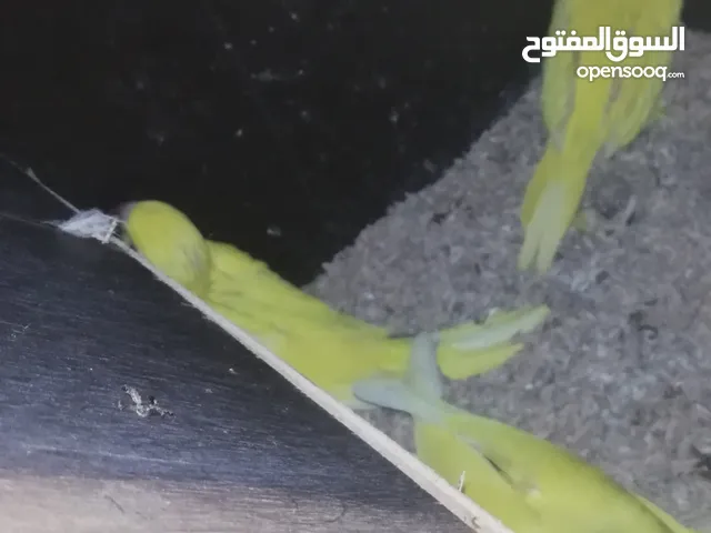 فراخ درة البينو و لاتينو للزق اليدوي