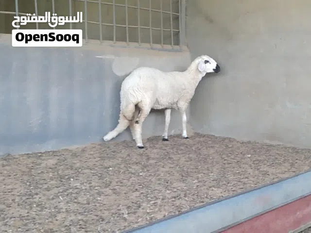 حولية طوقة عمرها سبعة أشهر للبيع