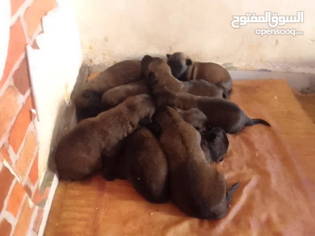 كلاب ملنوا شربوني الأصل والباقي تقليد