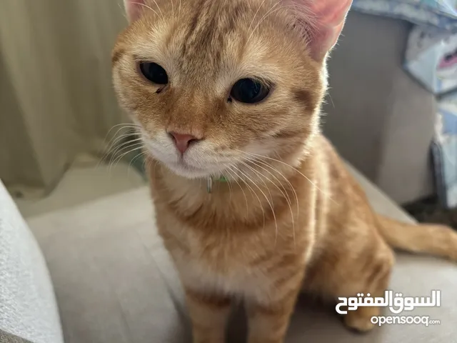 Orange cat
