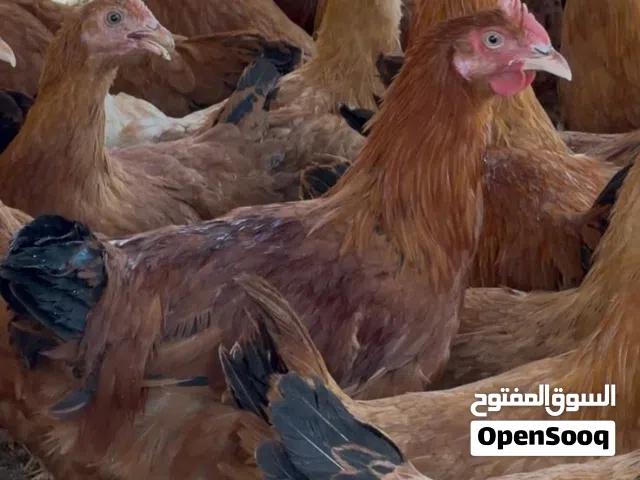 دجاج تهجين فرنسي