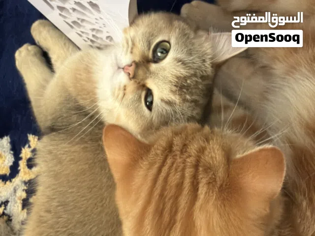 Orange bengal mix Persian cat and Scottish straight short hair cat