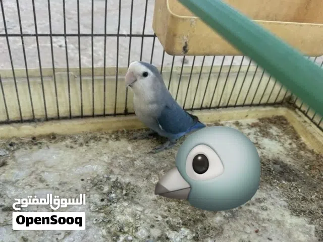 ذكر روز بسم الله مشاء الله عمره فوق سنه