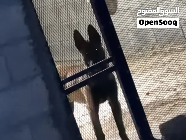 متاح دكر ملينوا