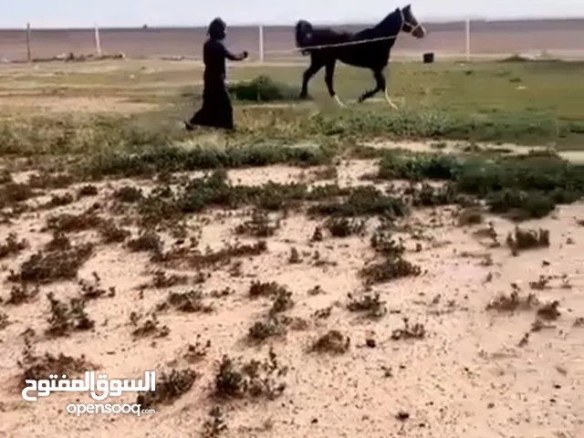 حصان شعبي للبيع