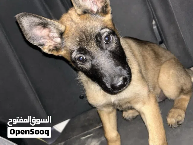 نتاية ملينوا ربي يبارك غلطة لا