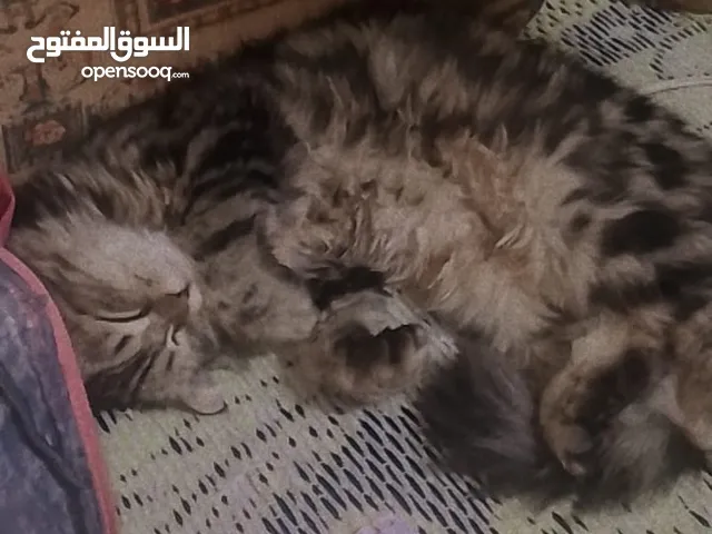 قطة للبيع محتاج و بعتها