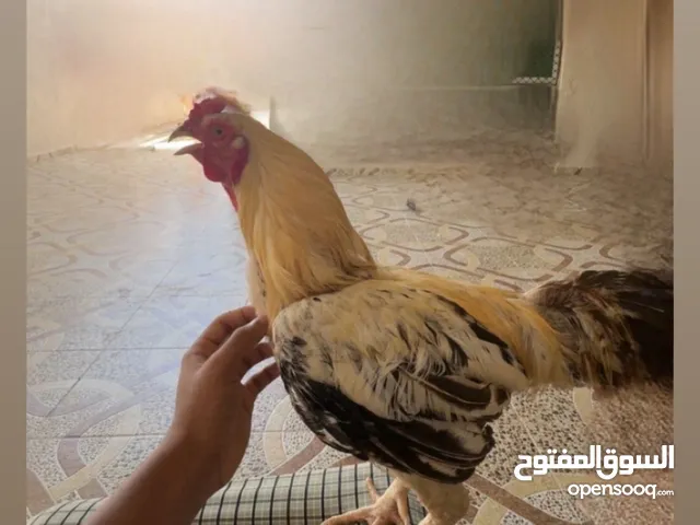 ديك سندي دم وطني