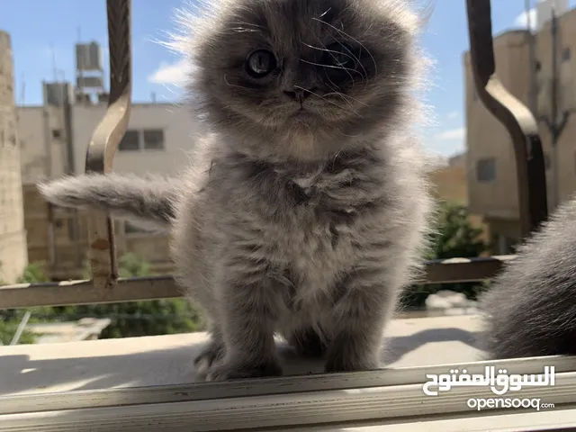 سكوتش فولد