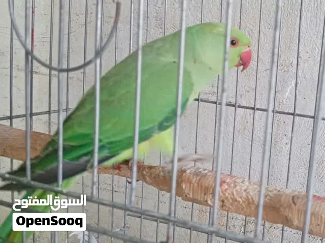 5 حبات ببغاء درة اخضر سعر اخر الكوم