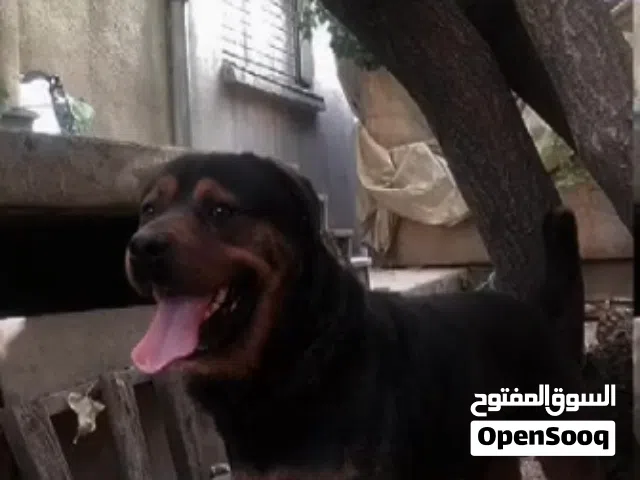 كلب روت وايلر