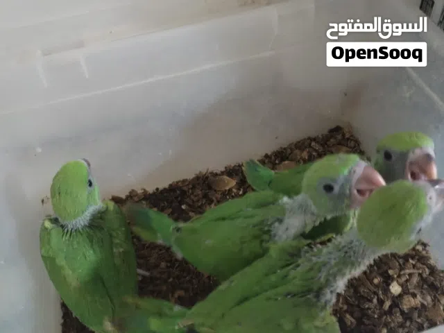 متوفر درر زق التك....