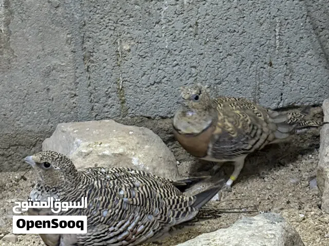 للبيع قطا عراقي