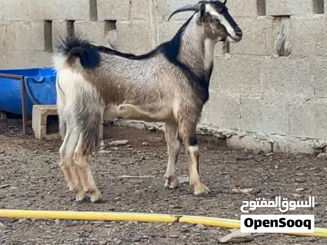 تيس مشروع فحل للبيع