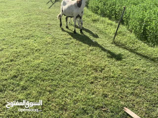 4 انعاج البيع