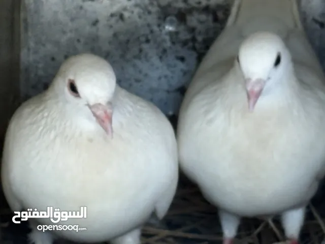 جوز حمام فرنسي منتج للبيع