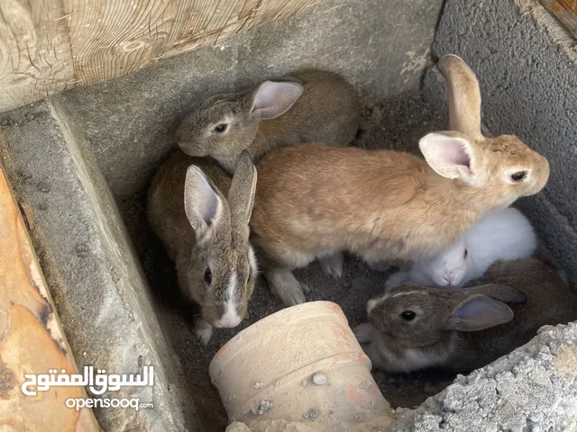 أرنب عماني Omani rabbit