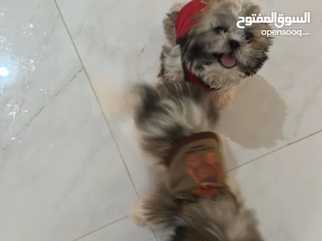 جراوه شيتزو