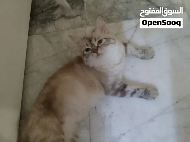 قطه هملايا حلوه وحبابه ولعوبه وفرفوشه