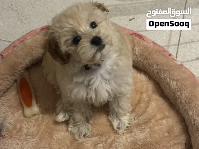 Maltipoo a cross between a Maltese and a Poodle