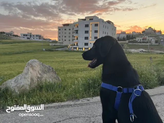 كلب black labrador retriever لابرادور اسود
