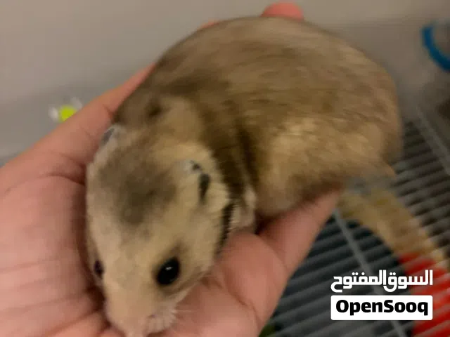 للبيع هامستر سوري