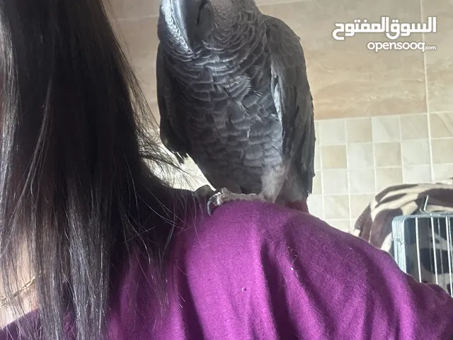 ببغاء كاكسو متكلم و اليف للبيع