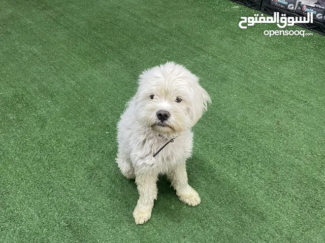 انثى فرنش تيرير عمر 8 شهور