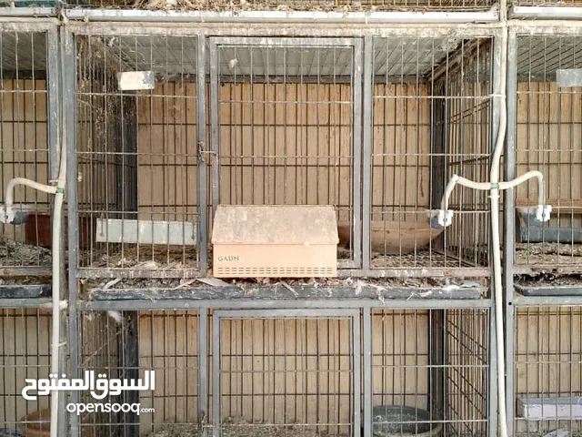 متوفر 8 دواليب صيني الدق الاول دورين يعني 8×2=16بارتي تامات بالمنظومة سعرالدولاب325من الاخير ..وتساب