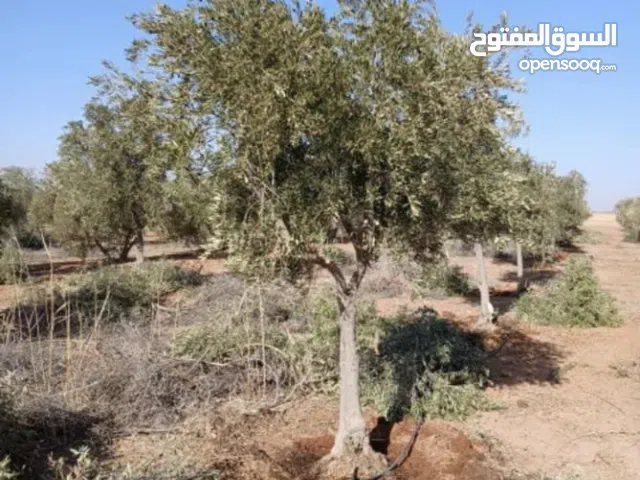 أشجار زيتون معمره وغير معمر للبيع