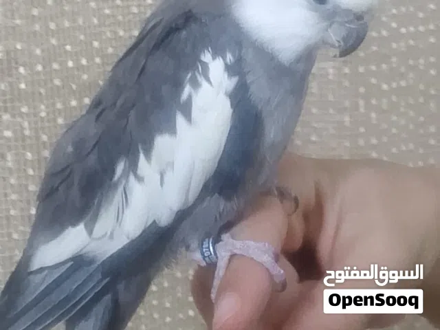 ذكر كوكتيل اليف ومتكلم