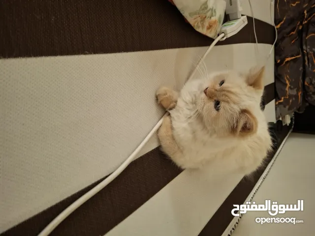 قطة أنثى هملايا عمرها سنة ونص للبيع