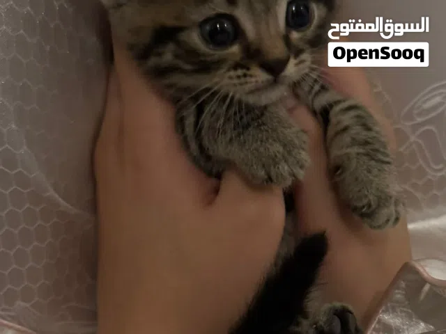 قطط بعمر شهر واسبوع سكوتش بصحة جيدة جداً