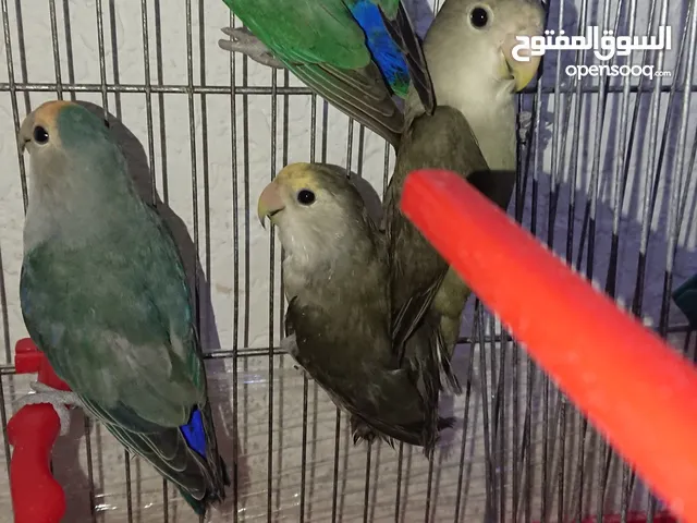 خمس عصافير روز للبيع بسعر مغري