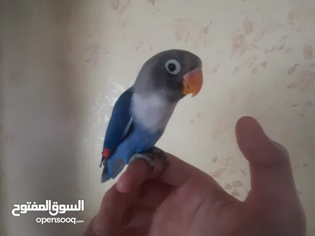 ممجود طيور اليف روز و فشر و ككتيل و جيرين شك كلو أليف بسعر حرق أقرأ الوصف