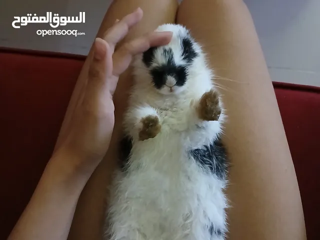 Rabbit for free adoption