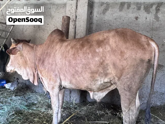 عجل طعام البيت لمدة سبعة أشهر سمين بحجم ممتاز جدا