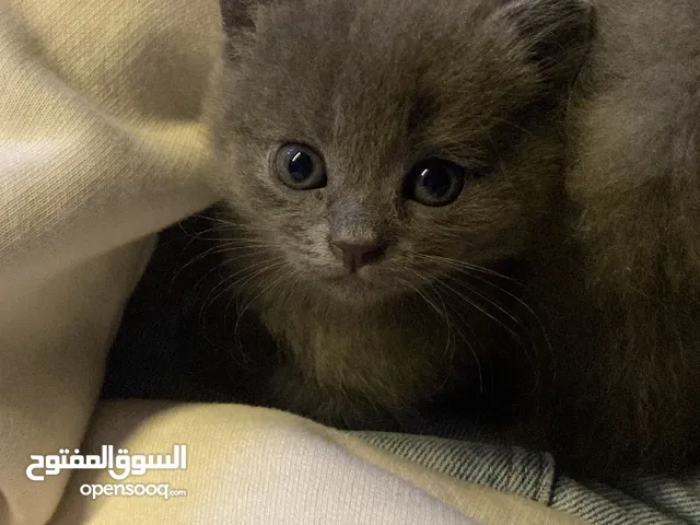 قطط للبيع ب80 ريال قابل للتفاوض(الوحده ب 80) قابل للتفاوض