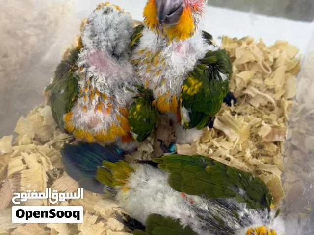 Sunconure 2 months old chick
