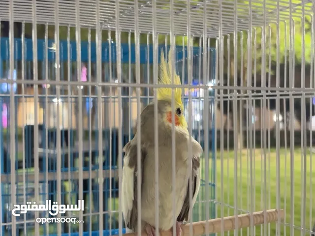 طير الكوكتيل