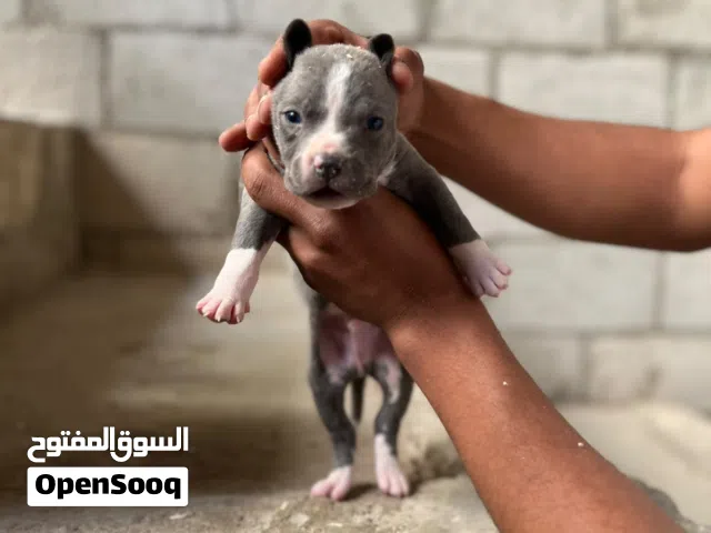 للبيع جراء بيتبول أصلية جراء بيتبول جميلة وصحية، عمرها 35 يوم، نشيطة وتتمتع ببنية قوية وألوان