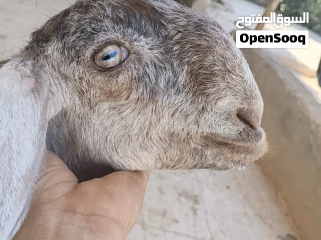 جدي عمر 3-4 شهور بسعر حررررق