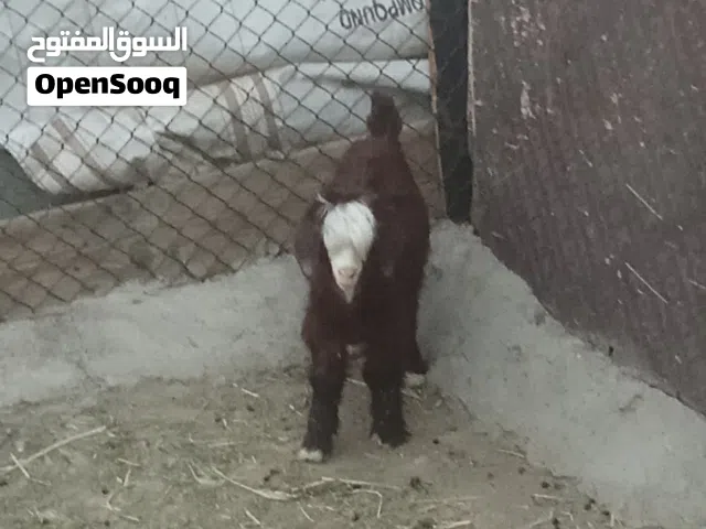 السلام عليكم البيع جدي عماني مذار يشرب من الغنم وا من مرضعه
