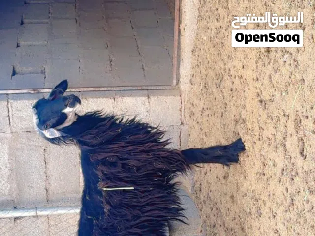 جاعدة نجدية