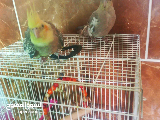 جوز طيور كوكتيل اليفات